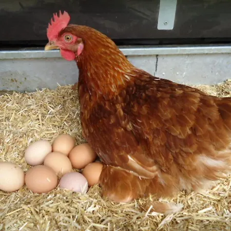 Lunzenhof * Oberharmersbach